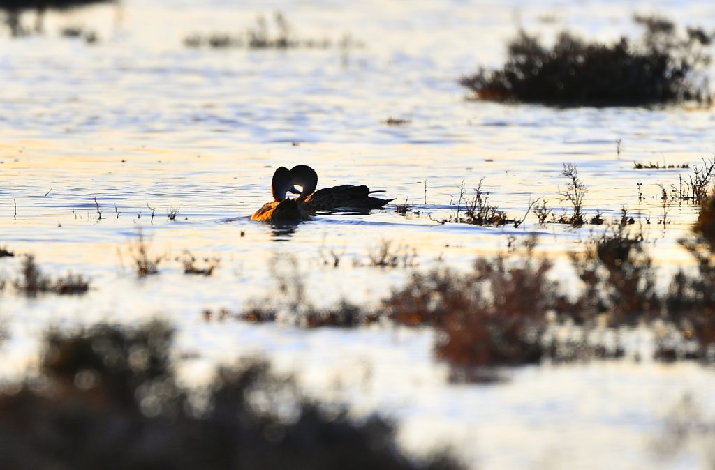 Mountain ducks at Warrego Street