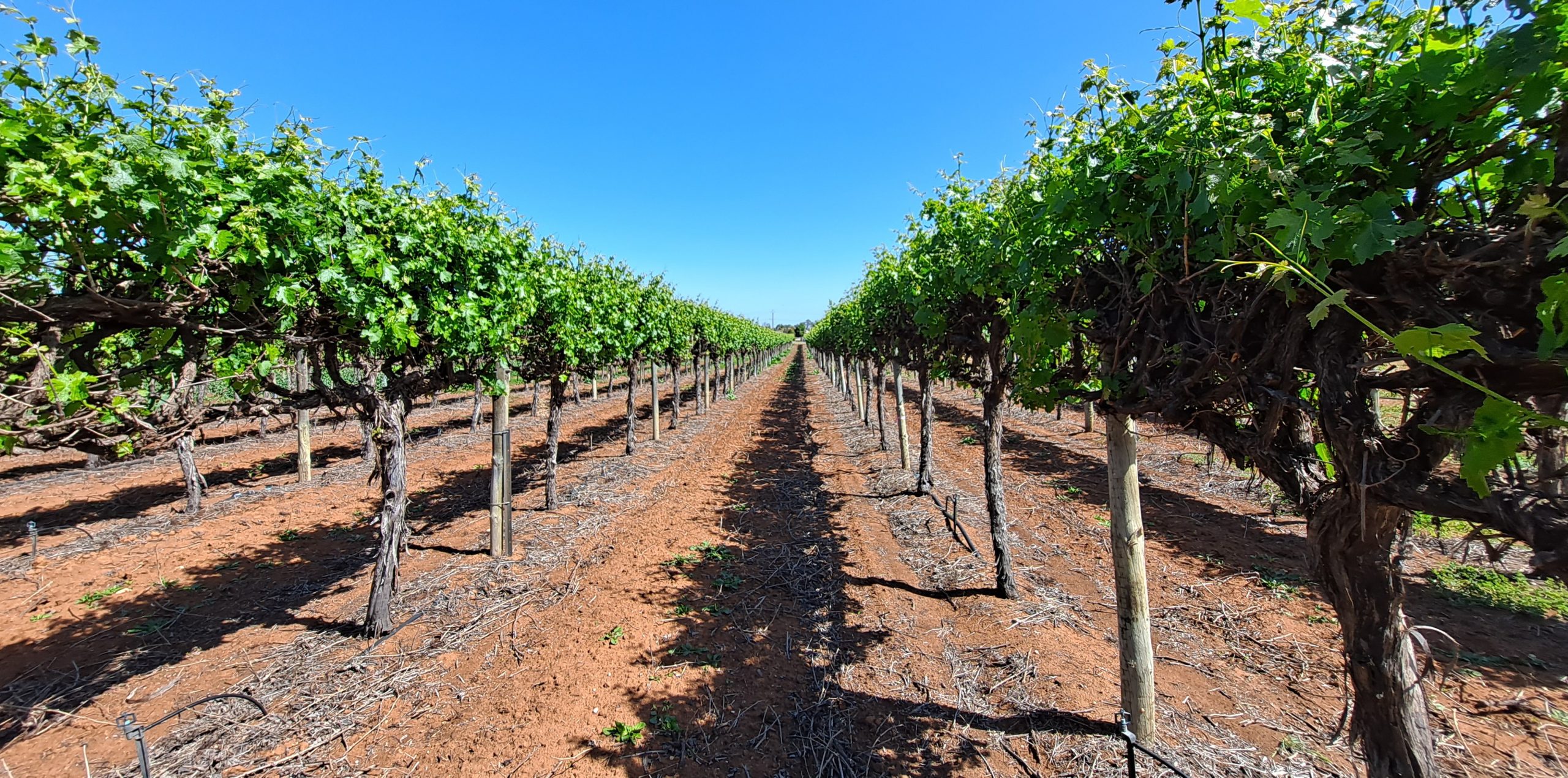 Guide for grape growers and winemakers – Renmark Irrigation Trust